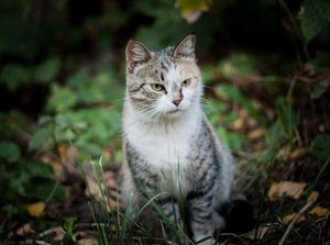 «Днём кошка спала внутри, а на ночь её выставляли на улицу!» Латифа не ждала любви, но она пришла…