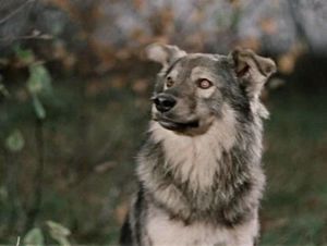 О происхождении популярных русских кличек для собак