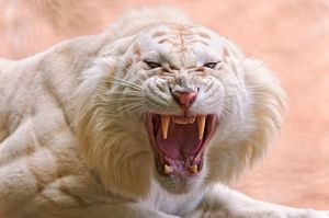Фото тигров альбиносов