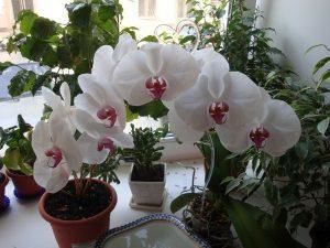 Эффективные способы борьбы с букашками в орхидее