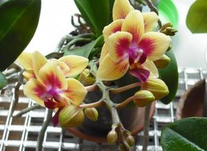Почему не цветет орхидея: основные причины