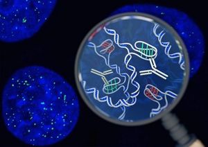 В человеческих клетках впервые обнаружена новая форма ДНК