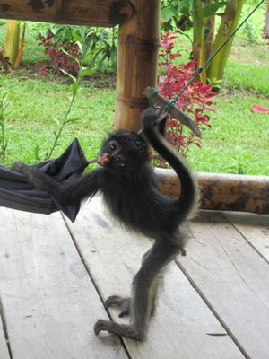 Семья из Эквадора выхаживает маленькую паукообразную обезьянку