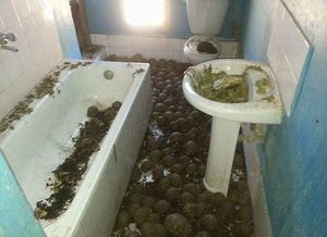 10 тысяч измученных черепах нашли в двухэтажном доме по ужасному запаху