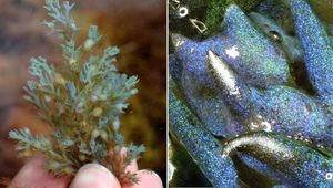 Найдены водоросли с "опаловыми" свойствами
