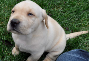 В США предъявили обвинения ветеринару, перевозившему героин в щенках