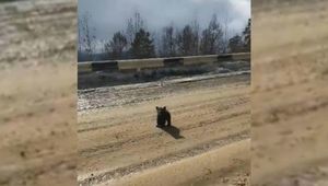 Медвежонок встал на защиту матери от преследовавших водителей