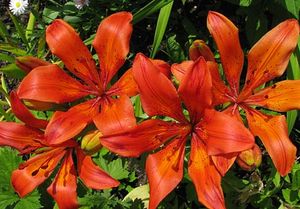 Лилия (Lilium)