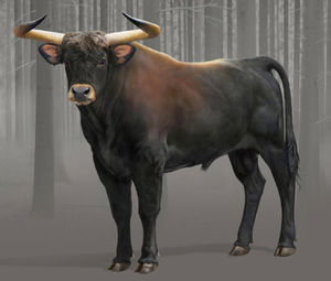 Самые большие быки в мире