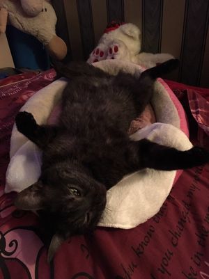 Такого уникального кота мы не видели никогда!