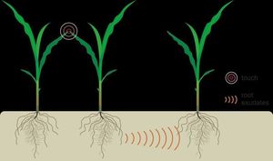 У растений нашли систему коммуникаций через корни