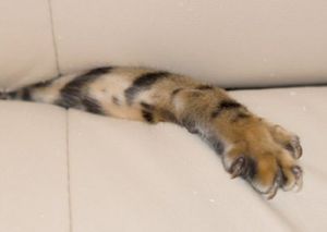Кошки в диванах (11 фото)