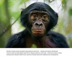 Бонобо выбирают любовь, а не войну