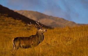 Туристы спешат увидеть красных оленей Шотландии до начала их брачного сезона