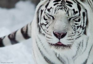 Тигры московского зоопарка