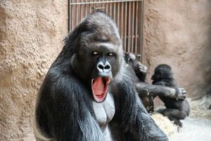 В чешском зоопарке живёт горилла с замашками модели