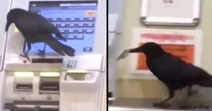 Ворона в Японии украла карточку, чтобы купить билет на поезд