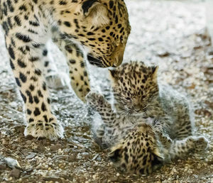 В зоопарке Вены родились детеныши редчайшего дальневосточного леопарда