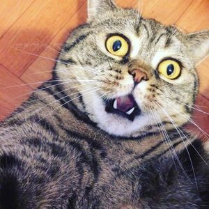 20 диких вещей, которые ты тайно делаешь со своим котиком