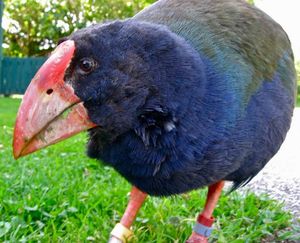 Чудом выжившая новозеландская курица