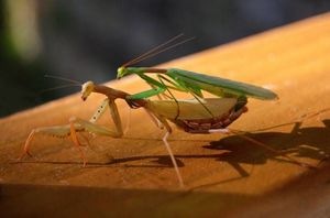 Чем у разных животных самки отличаются от самцов