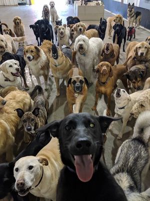 Идеальный снимок: 30 псов приняли участие в коллективном селфи в питомнике