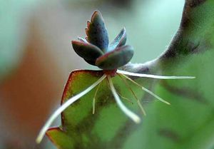 Каланхоэ, бриофиллюм (Kalanchoe, Bryophyllum)