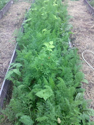 Вот такой мой «органический огород» в середине июня