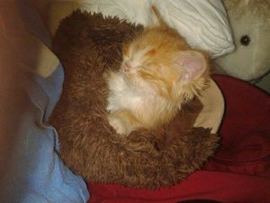 Крошечный рыжий котёнок был найден в лесу без мамы-кошки. И вот два года спустя...