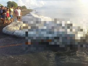 Таинственное существо выкинуло на берег Филиппин (6 фото)