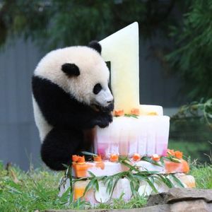 Забавные панды, празднующие день рождения (21 фото)