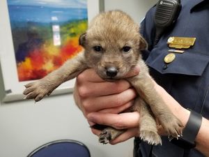 В отделение полиции принесли щенка, который оказался совсем не собакой