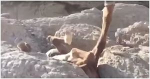 В Казахстане спасли застрявшего между камнями жеребенка