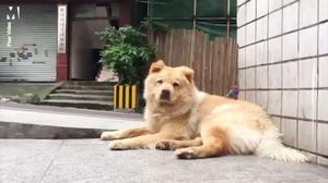 «Без тебя не уйду!» Старый пёс у метро ждёт возвращения хозяина по 12 часов