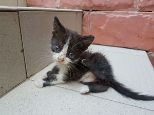 Пришел поздним вечером к дому маленький и больной котик...