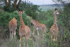 Жирафы снова удивили биологов