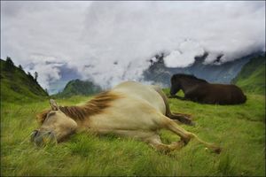 Хозяйка чуть не умерла от сердечного приступа увидев своих 7 лошадей лежащих на земле, но через мгновенье схватилась за камеру! (ВИДЕО)