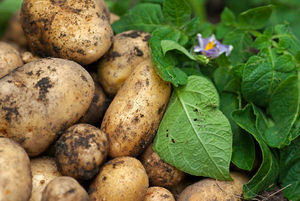Выращиваем картофель по методу Балабанова, или Как получить 100 клубней с куста