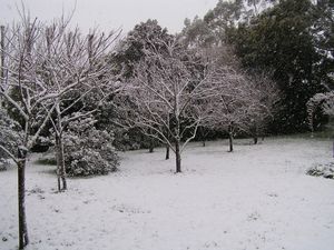 Что такое снегование и нужно ли оно вашему саду