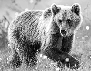 Медведь «помог» отыскать заблудившихся в тайге россиян