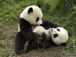 Почему пандам так сложно размножаться?