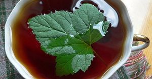 Из листьев черной смородины не первый год делаю ферментированный чай. Хочу поделиться рецептом!