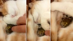 Такое доброе и нежное видео: котёнок согревает своим теплом друга-воробушка в зимнюю стужу!