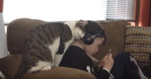 Ласковый котик показывает хозяину, что любит его. Очаровательное видео!