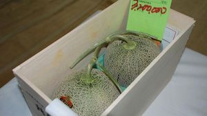 В Японии с фруктового аукциона было продано две дыни Юбаро за 29.300$
