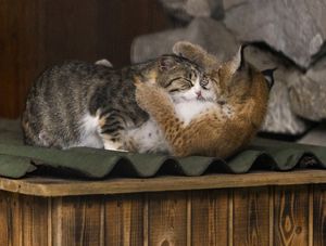 Рысь, которая была вскормлена и воспитана кошкомамой
