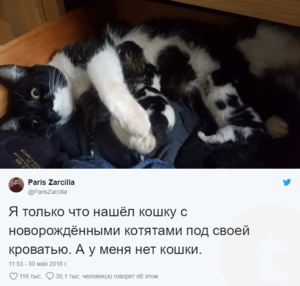 «Живу один! Захожу в комнату, а там ОНИ!» Парень из Британии неожиданно стал «котопапой»!