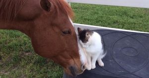 Кот и лошадь стали лучшими друзьями и постоянно проводят время вместе (5 фото)
