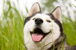 20 собак, которые чертовски мило улыбаются