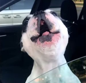Этот пёс буквально  поёт как поп-певец каждый раз, когда скучает по хозяйке
